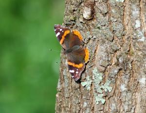 Red Admiral-Behind the Scene